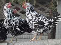 Kury nioski, wysyłka, rosa, sonia, sussex, messa, leghorn, nera