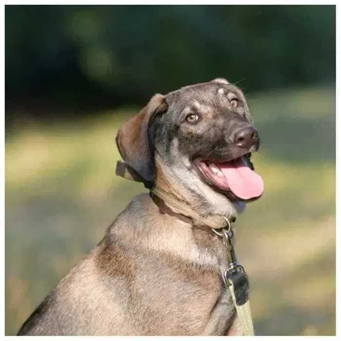 Щенок (мальчик), 8 мес