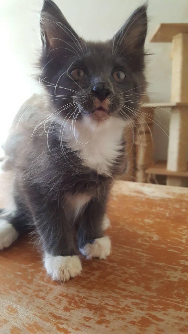 Kocurek Maine Coon