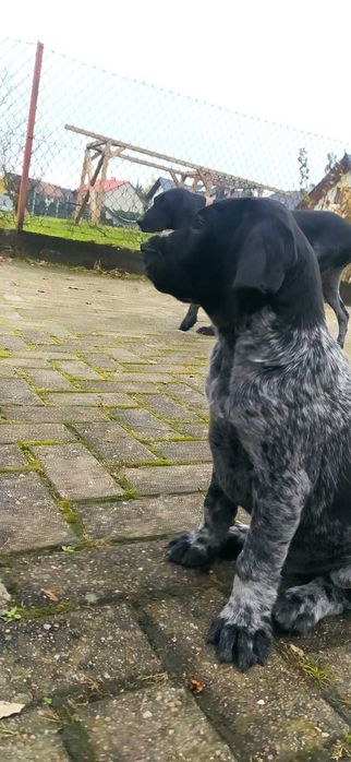 Szczeniak Wyżeł Niemiecki