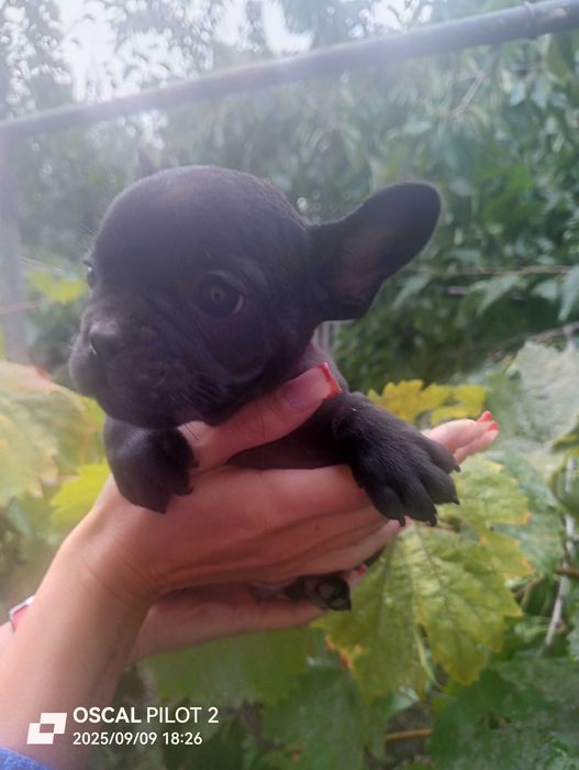 Продаю маленьких щенков французкого бульдога