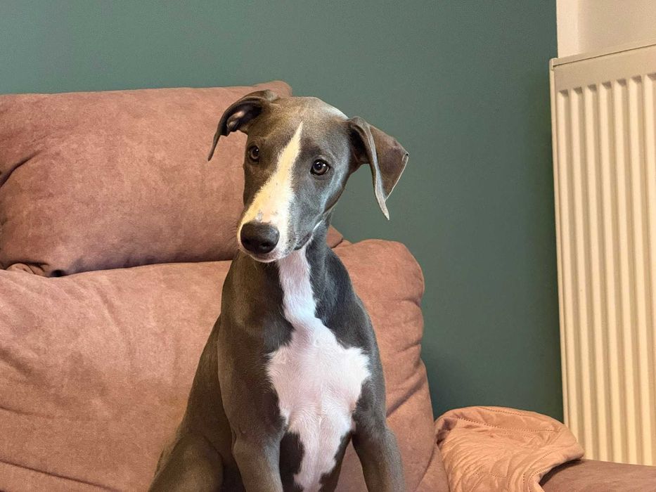 Chart angielski Whippet FCI Niebieski