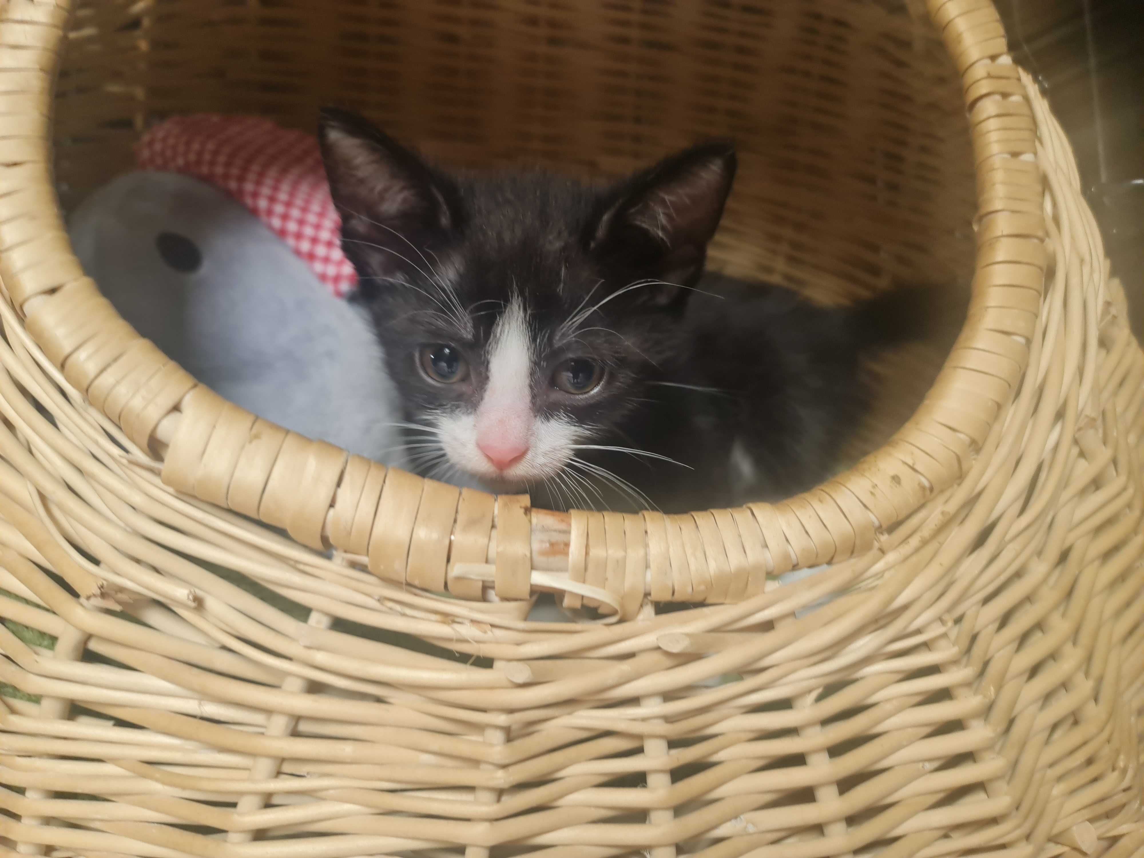 Tom ma 8 tygodni i jest zjawiskowy