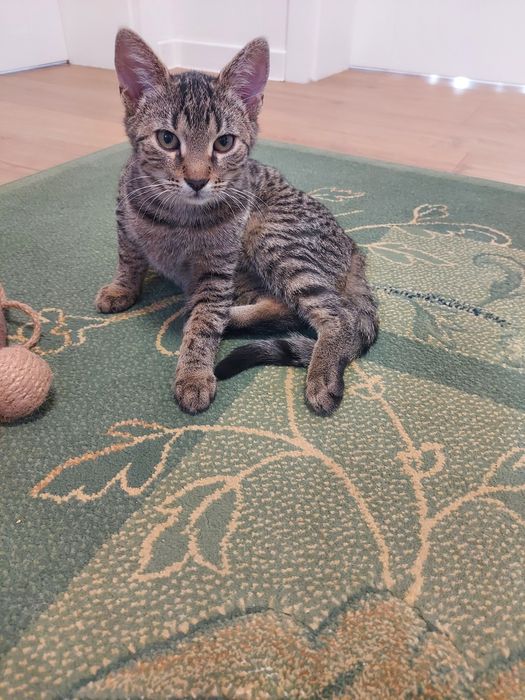 Kotki  oddam za darmo