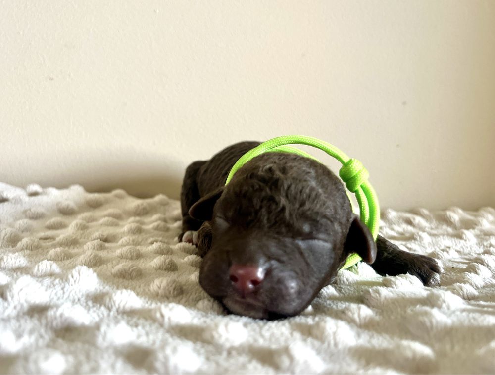 Samiec Lagotto Romagnolo FCI