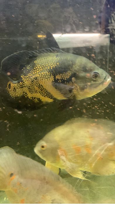 6 oscar red tiger