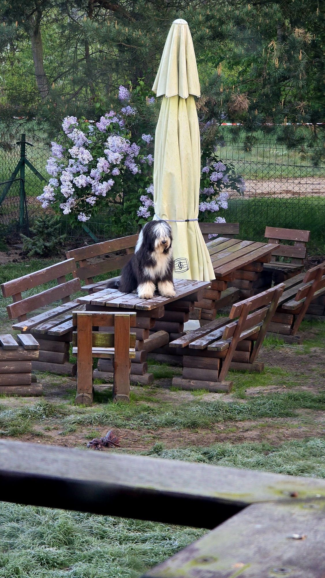 Bearded Collie szczeniak 2026