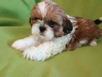 Shih Tzu suczka tricolor