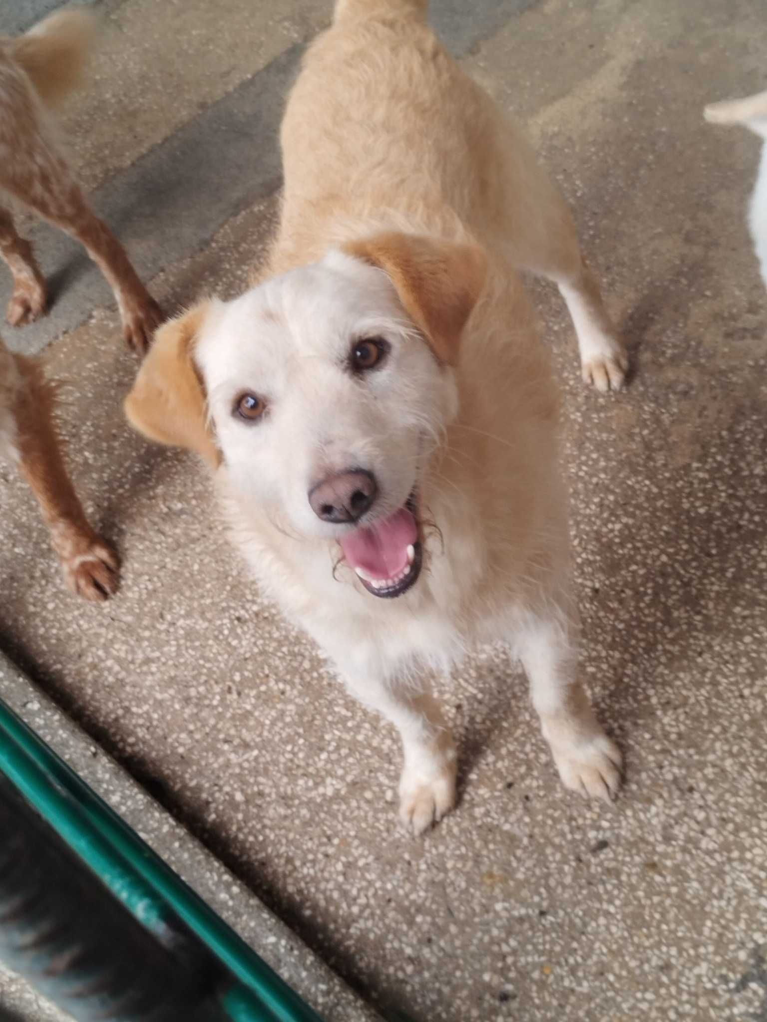 CORRENTE (Macho, Adulto) Para Adopção