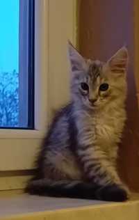 Kotka Maine Coon o imieniu Dunia