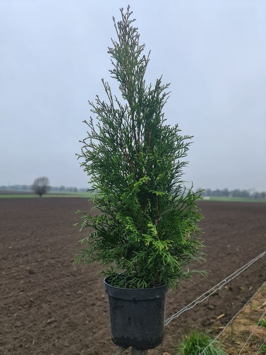 Darmowa dostawa! Tuja szmaragd 110cm! Promocja!!!