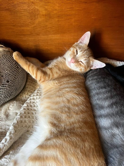 Gatinho com 5 meses para adoção responsável