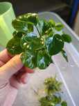 Anubias білі і звичайні