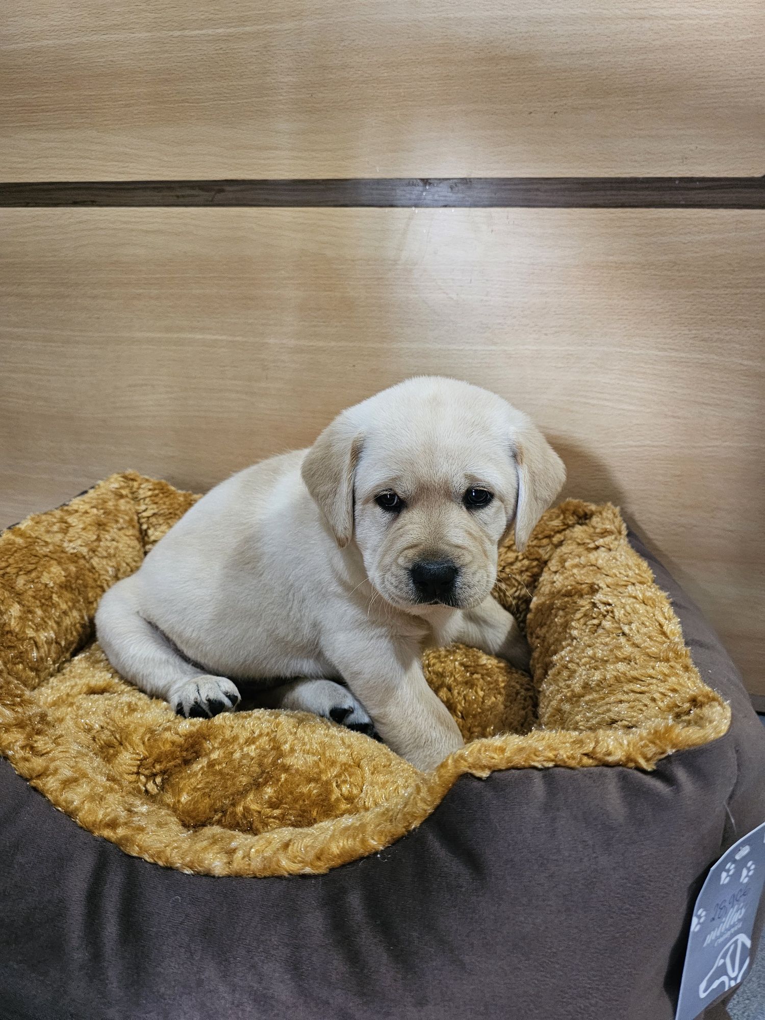 Labrador fêmea pura