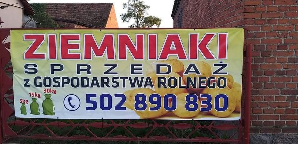 Ziemniaki jadalne   Gala  red sobia