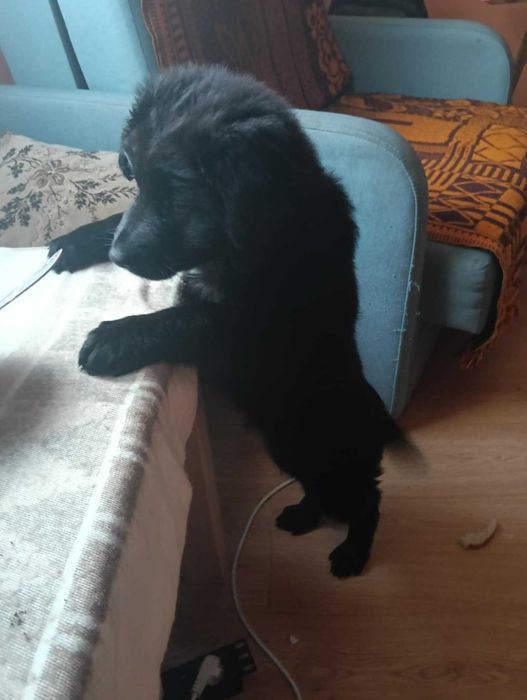 Odam pieska za darmo wrubel 30 odbiór osobisty