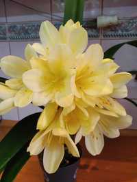 Кливия Clivia Yellow Star