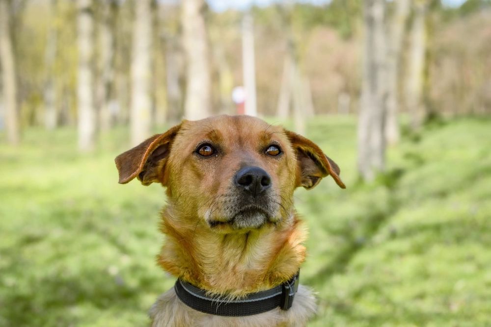 2 letni, rudy psiak czeka na kochającą Rodzinę. Pokochasz go?