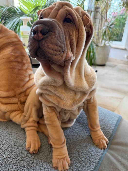 Sharpei szczeniak hodowla Red Folds