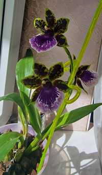 Орхидея Зигопеталум ростки