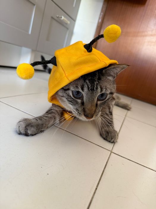Roupa de abelha para gatos ou cães - Tamanho S