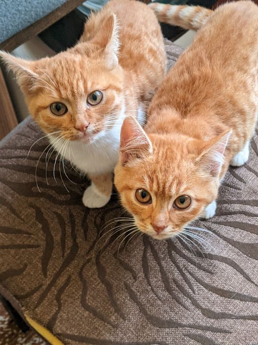 Віддам котиків у добрі руки