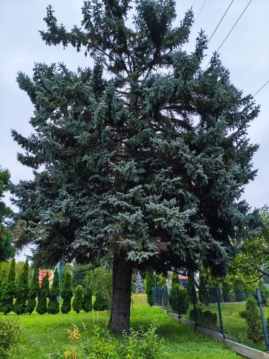 Oddam drewno w zamian za wycinkę choinek (można ile się chcę)