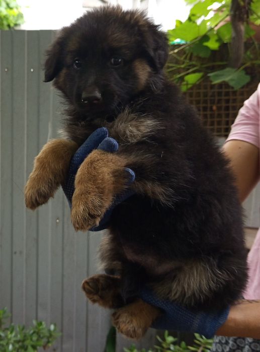 Щенки немецкой овчарки