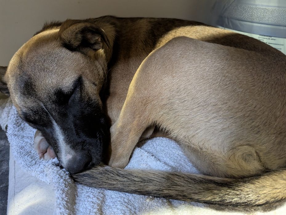 Подаруємо маленьку дівчинку Скубі-Ду