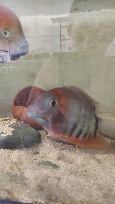 heros severum rocktail  13 a 14 cm