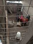 Ovos férteis  de Jersey gigante e marans e sebrihts prata