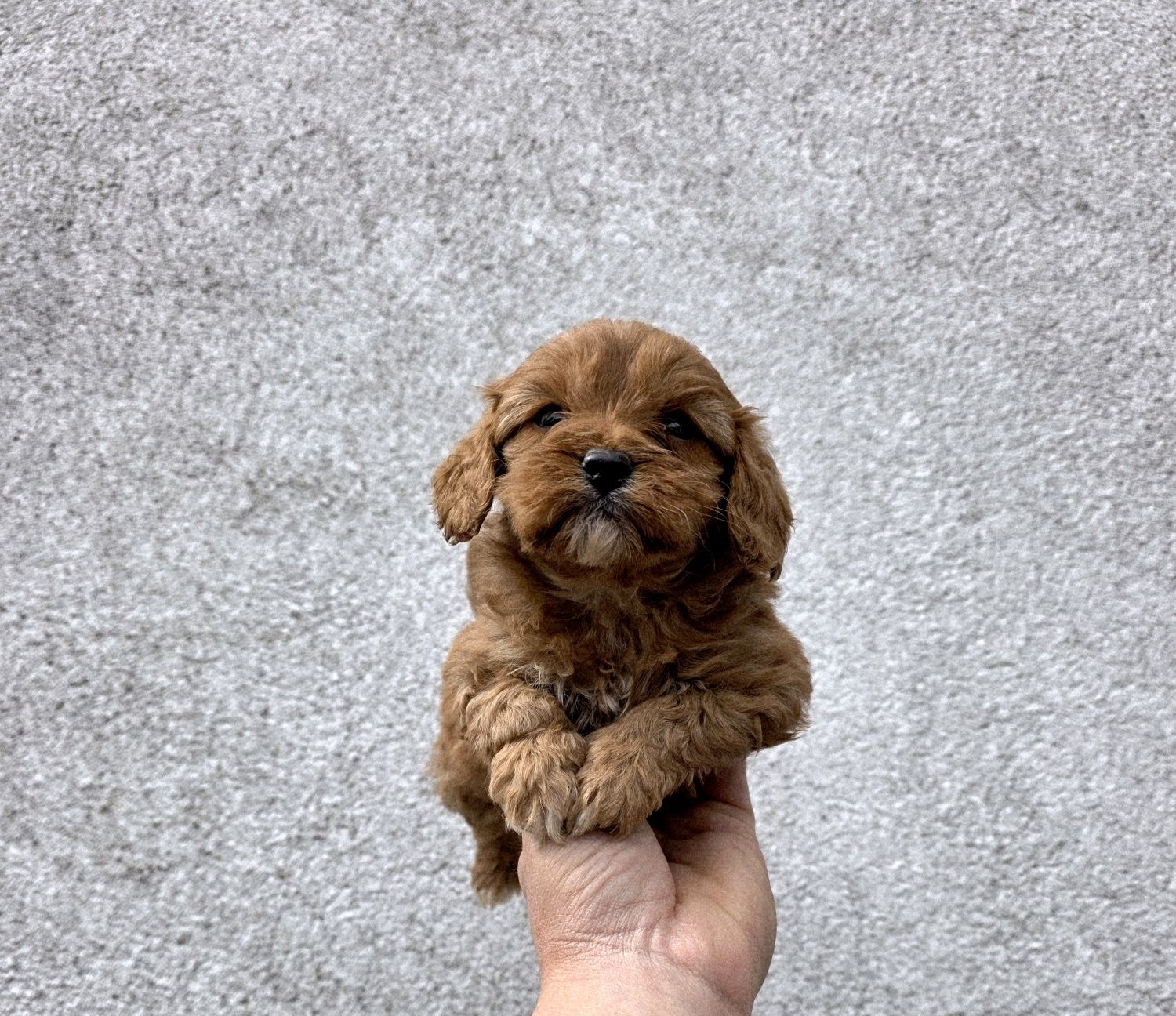 Cavapoo piesek  f1 drobniutki