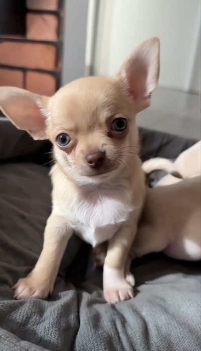 Chihuahua piesek