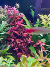 Ludwigia Mini sp. Super Red