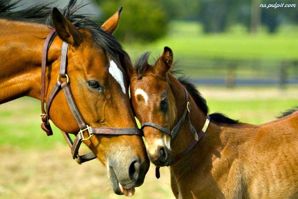 źrebak kuc koń mleko dla źrebiąt koni  klacz wałach ogier