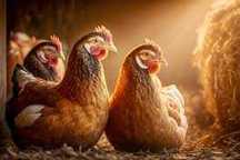 KURY NIOSKI ! Rossa Messa Leghorn Sussex i inne ! Kurki z jajkiem !!