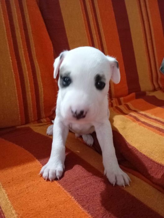 Cães bebés para adoção