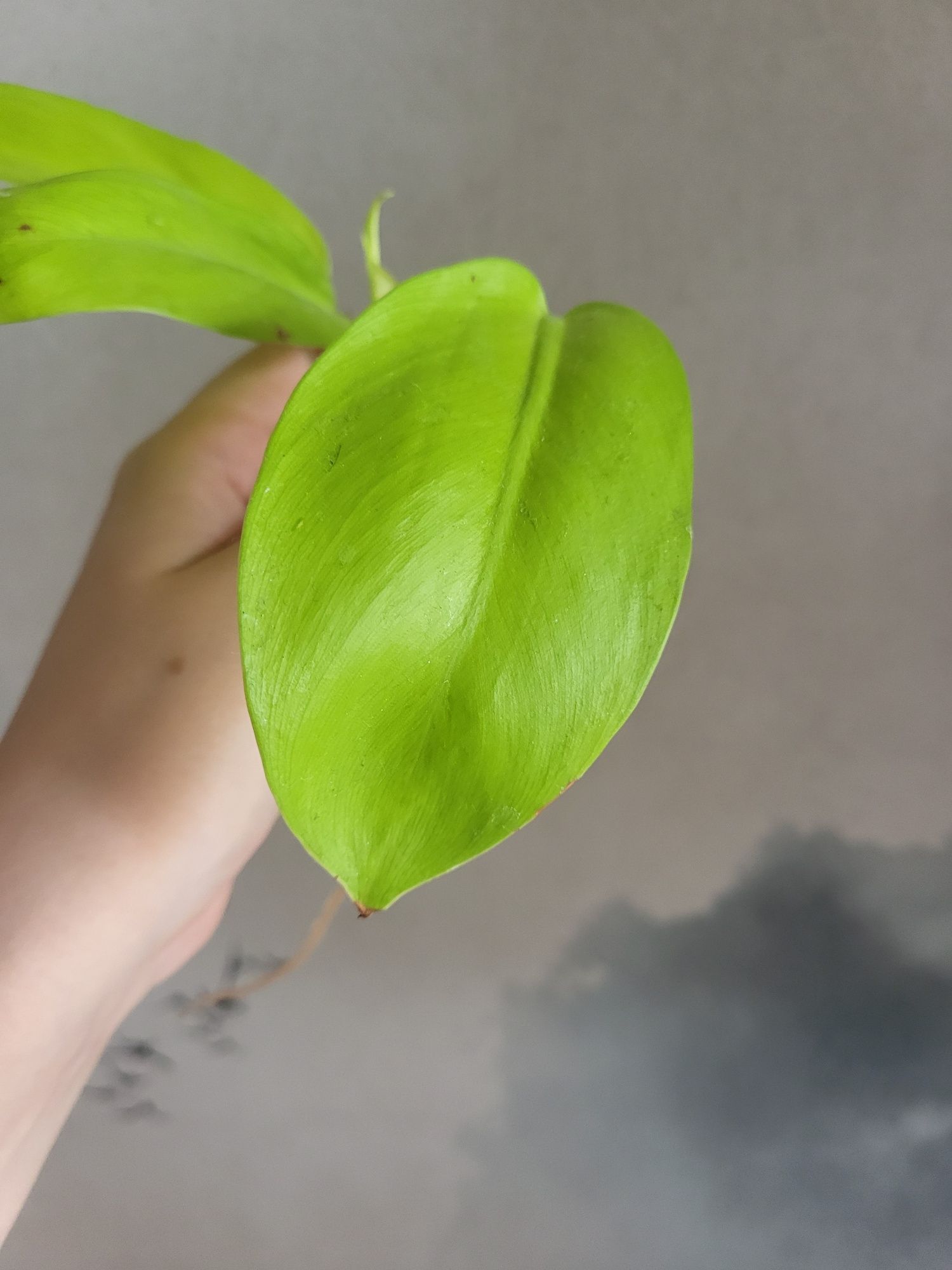 Philodendron MALAYA GOLD