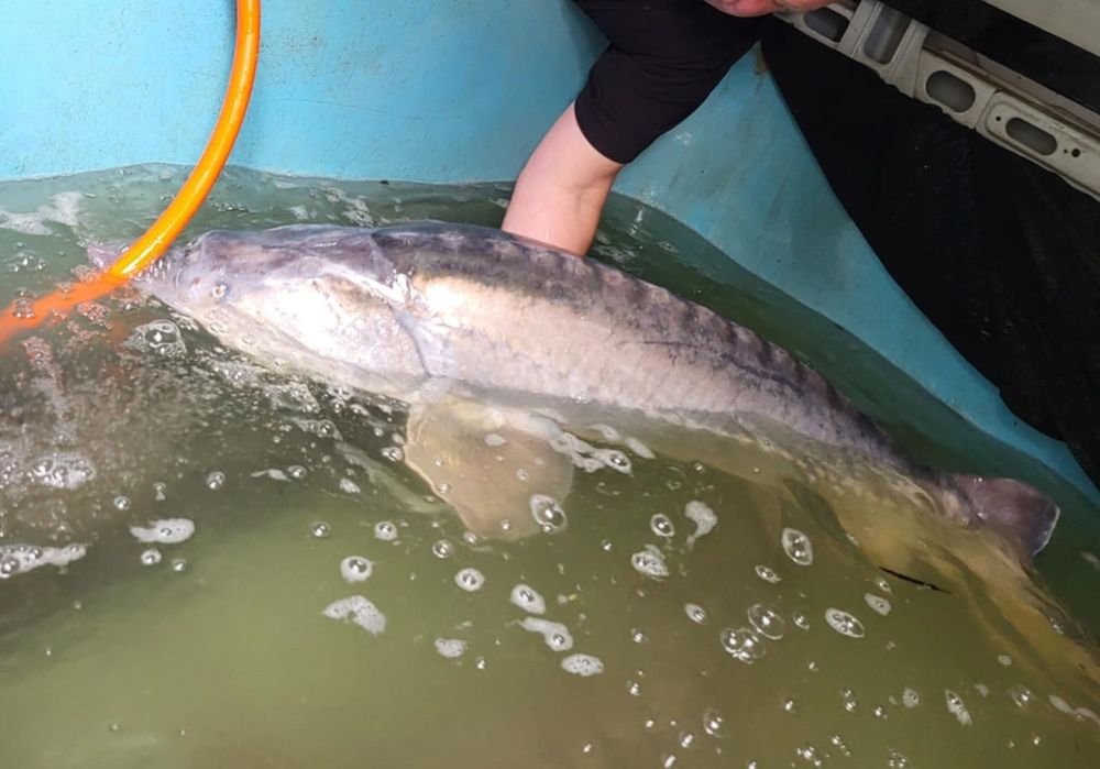 Jesiotr selekty 23 i 28 kg