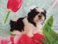 Shih Tzu z rodowodem SWKIPR WKU Polskie Porozumienie Kynologiczne