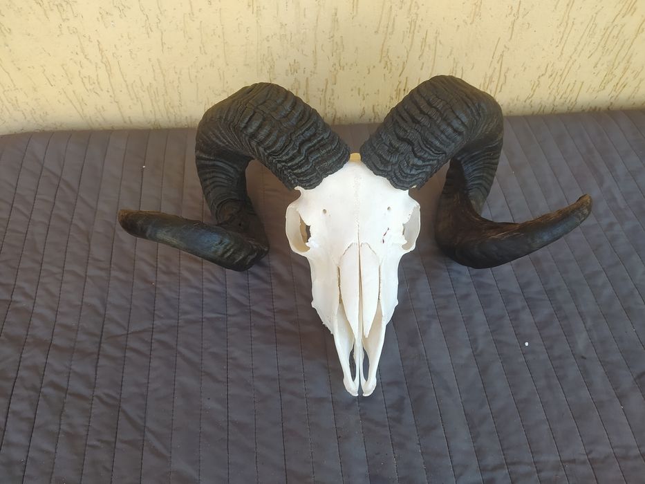 Czaszka mocnego barana