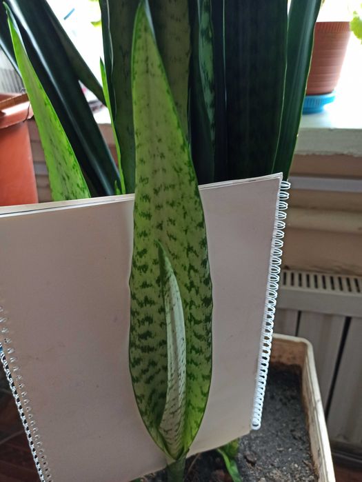 Комнатное растение Сансевиерия «Тещин язык»