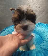 Yorkshire terrier biewer