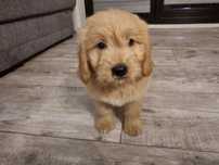 Golden Retriever Pudel miniaturowy Goldendoodle MINI piesek