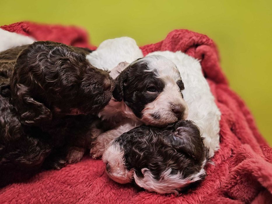 Lagotto Romagnolo FCI – biało-brązowa piesek z miotu FAIRY, Trufflove