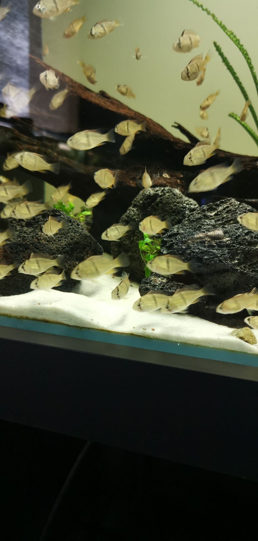 ziemiojady Guianacara stergiosi 4-5cm