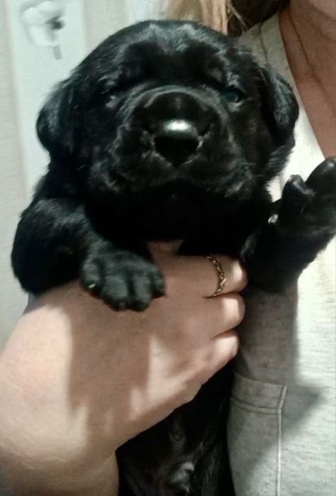 Кане Корсо бронь