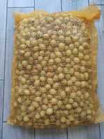 Cebula Dymka Zimująca Senshyu Yellow Zimowa rozmiar 20-25mm Worek 10kg