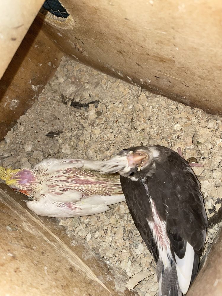 Aves para criar a mão (Rosicolis, caturras e kakatikis)