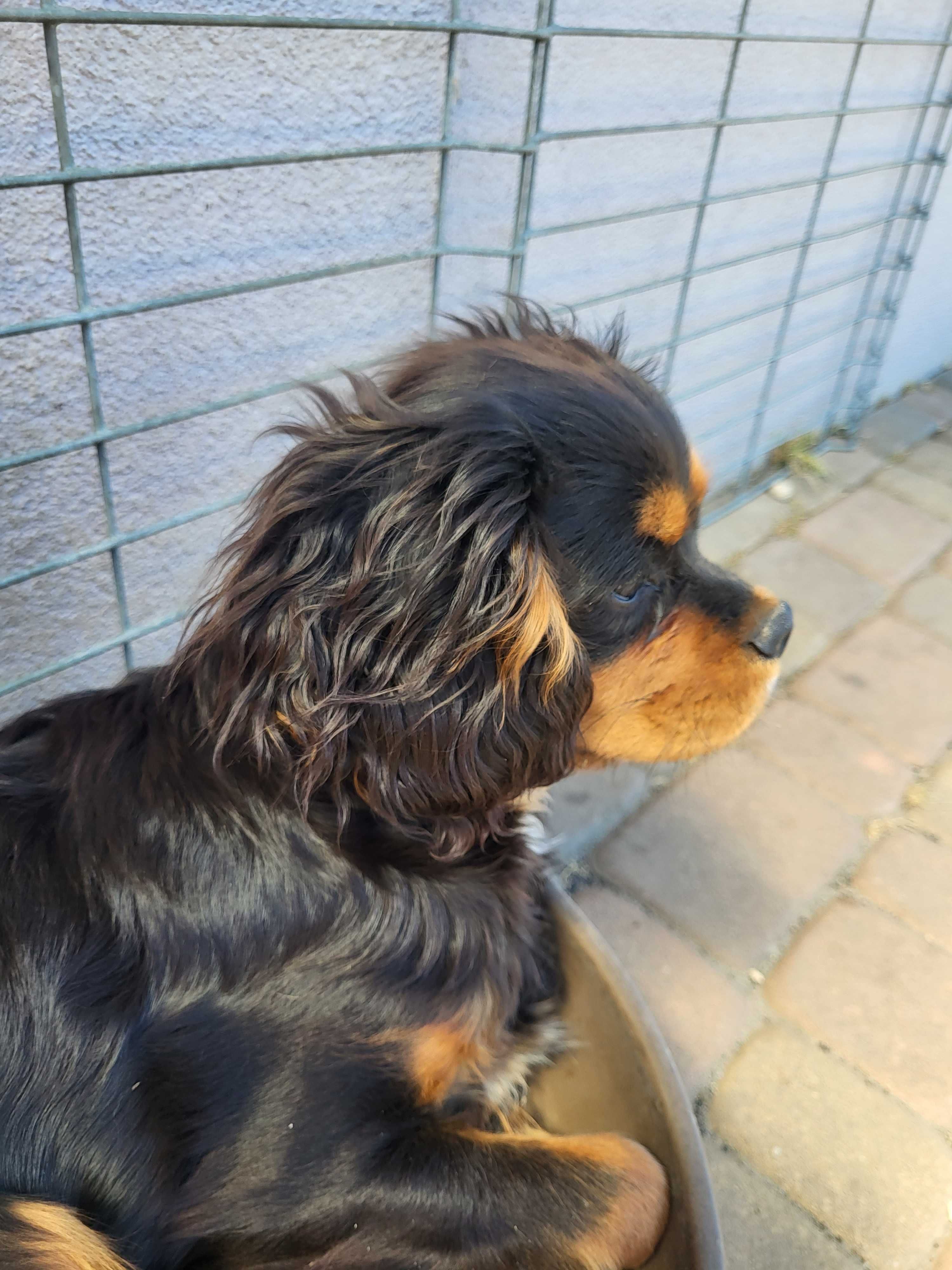 Sprzedam Cavalier king spaniel Chłopak